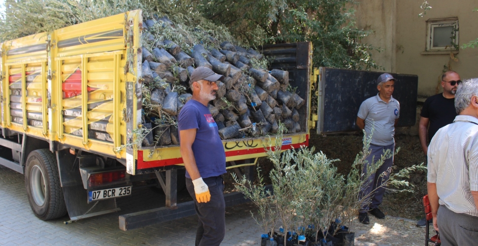 19 ilçeye 40 bin zeytin fidanı desteği