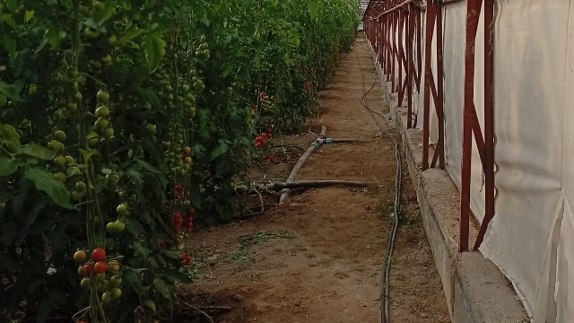 Orman çiftçisinin sorunu çözüldü