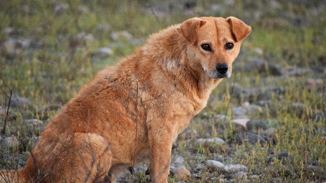 Köpekler yeni barınağa taşınsın