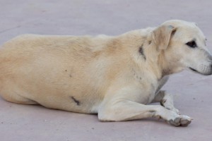 Sokak köpeklerine kutsal görev