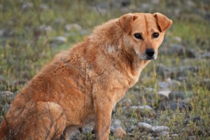 Köpekler yeni barınağa taşınsın