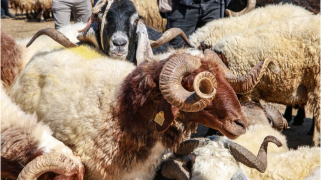‘O kesilenler kurban değil’