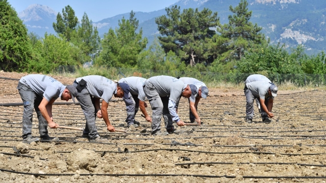 Çandır Fasulyesi Toprağa Merhaba Dedi