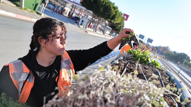 4 milyon çiçek toprakla buluşuyor