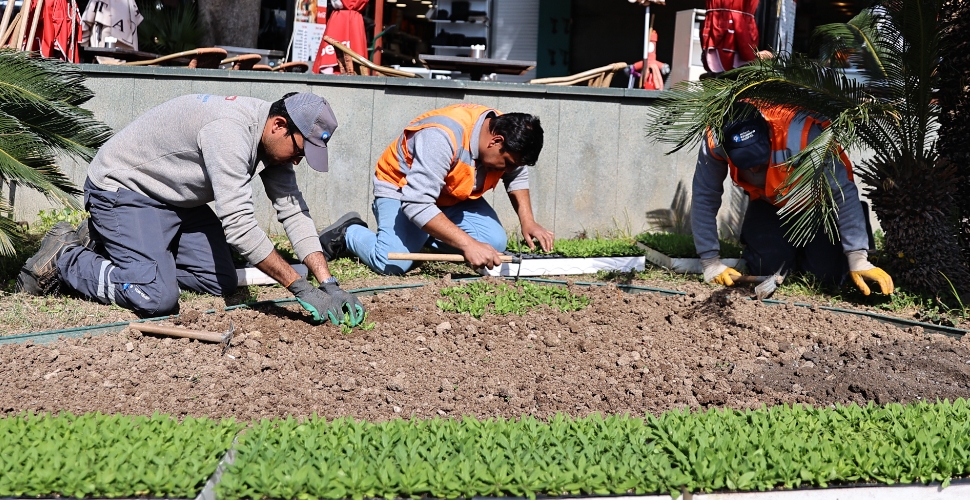 4 milyon çiçek toprakla buluşuyor