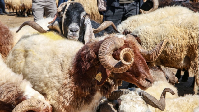 ‘Dini hassasiyetler zedeleniyor’