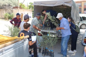 19 ilçeye 40 bin zeytin fidanı desteği