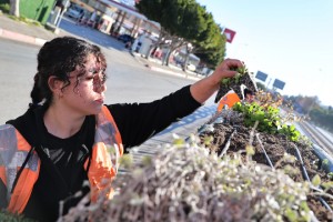 4 milyon çiçek toprakla buluşuyor