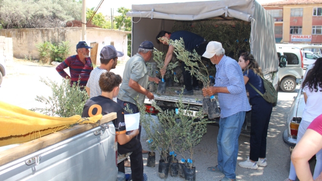 19 ilçeye 40 bin zeytin fidanı desteği